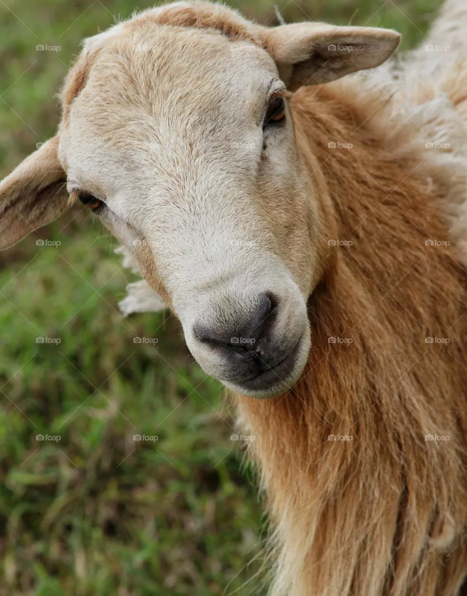 sheep