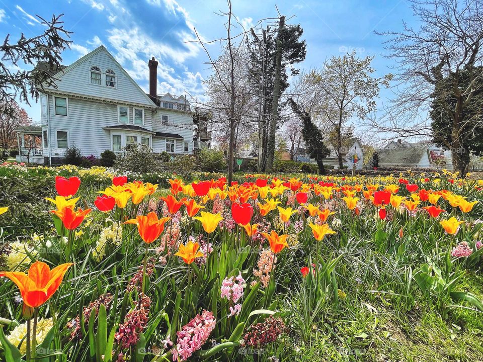 Spring flowers in a garden 