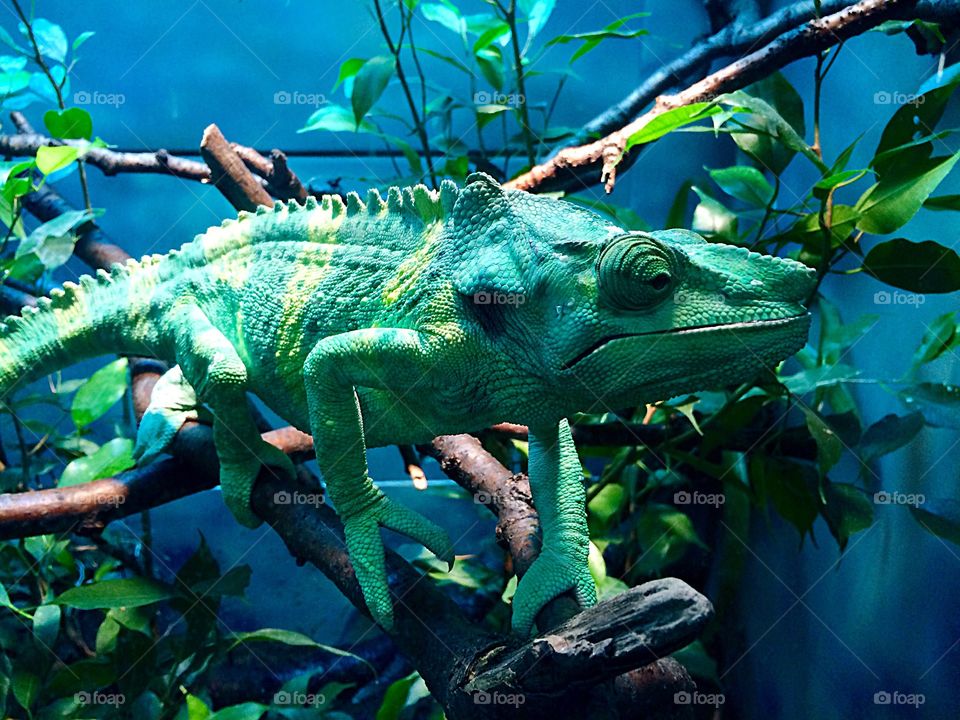 Chameleon at the zoo