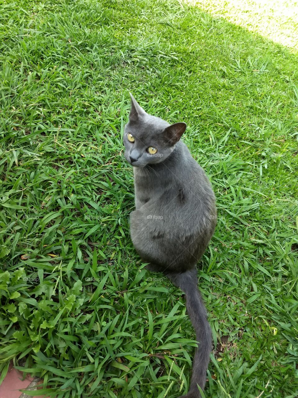 blue cat on the gram