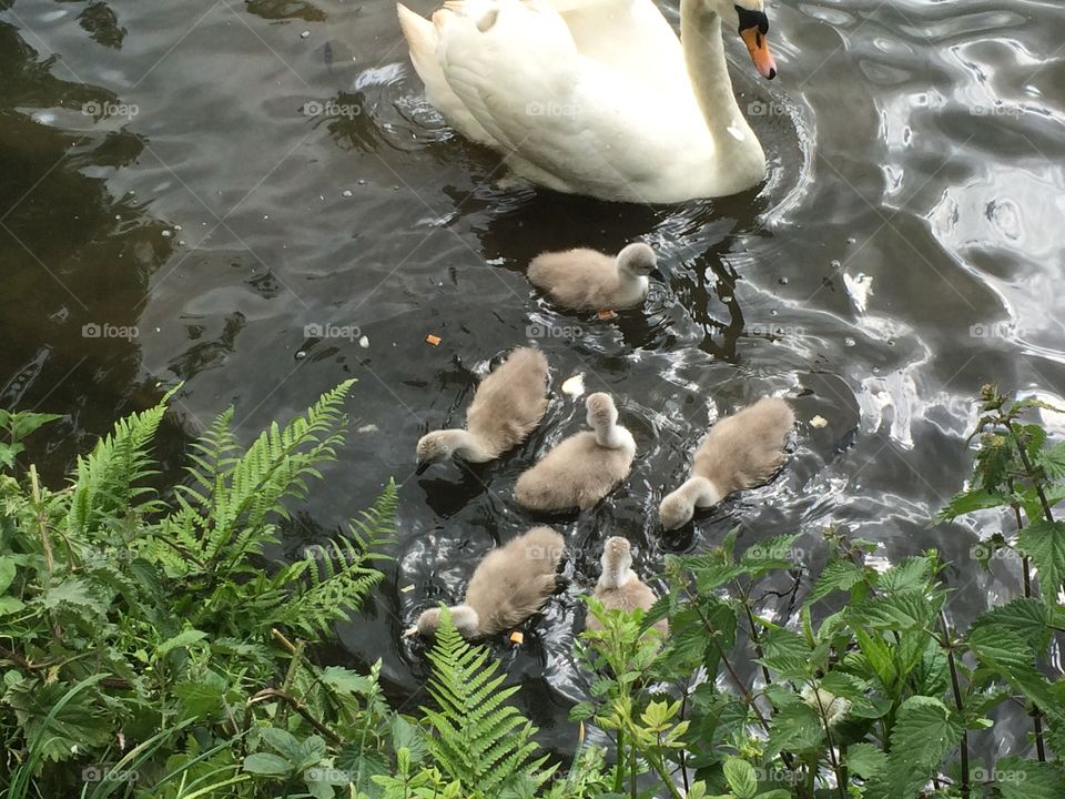 Swans & signets in Yorkshire