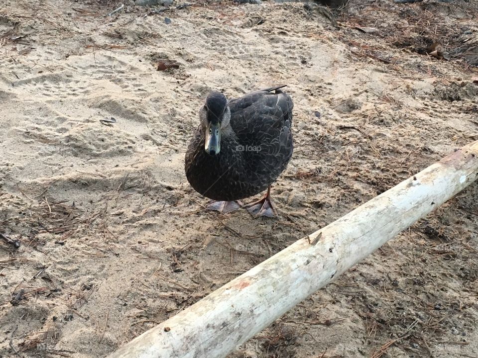 Stopping by to visit