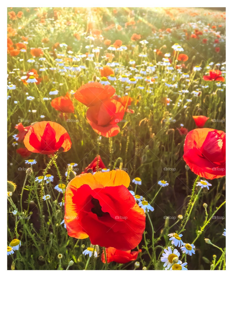 Poppies field 