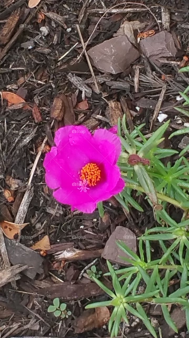 Pink Flower Closeup