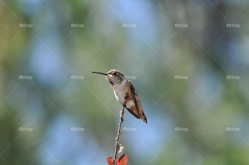 Hummingbird on the tree