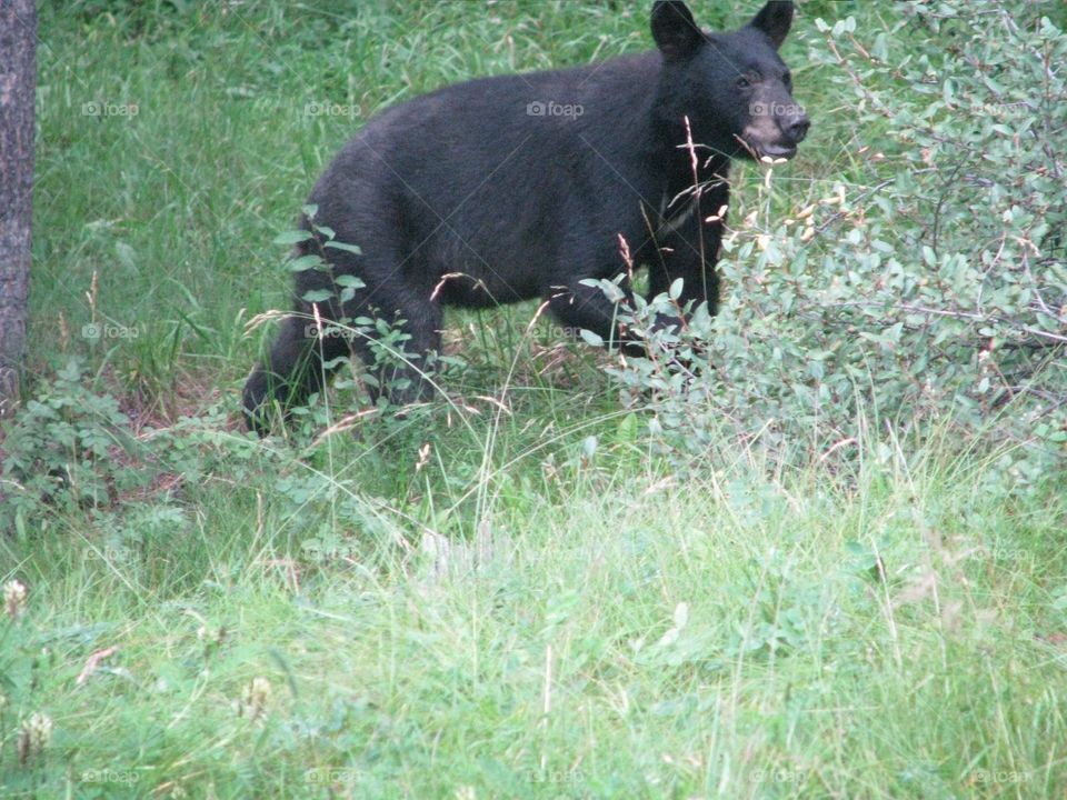 Black bear walking 