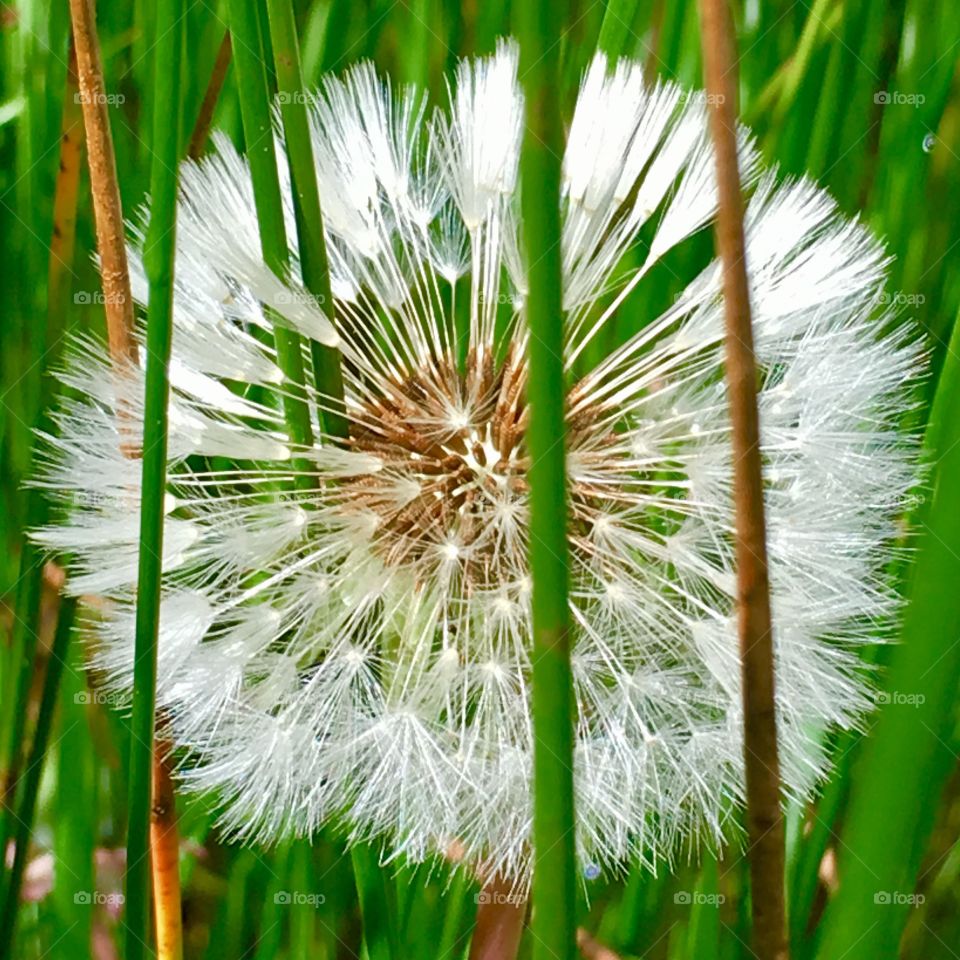 Dandelion 