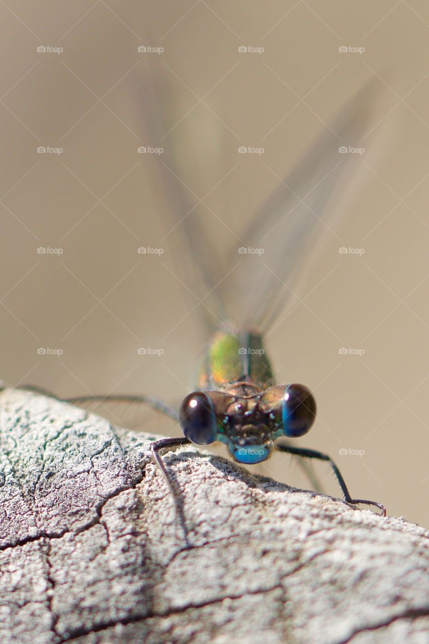 Macro shot of damselfly