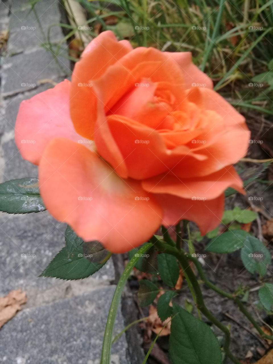 My rose.