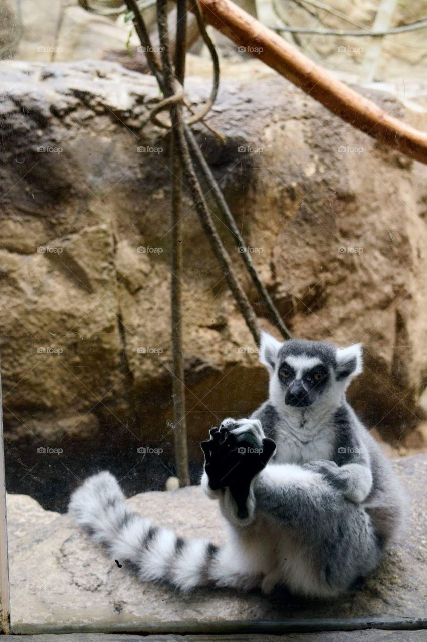 relaxing lemurs at zoo