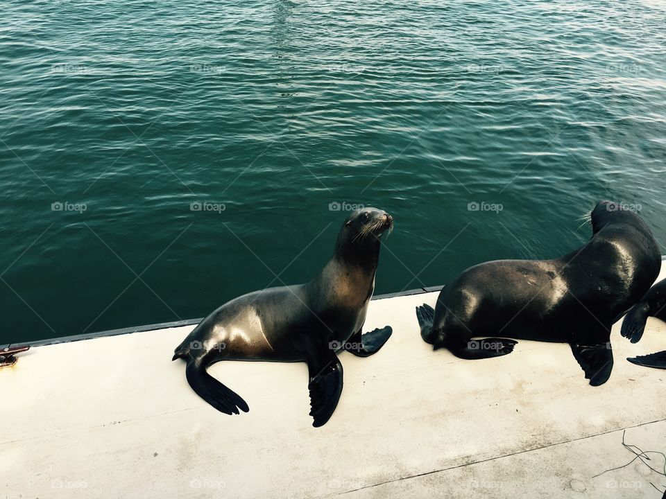 Grey sea lions 