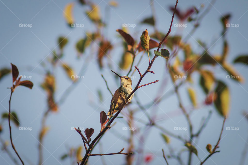Female hummingbird in tree