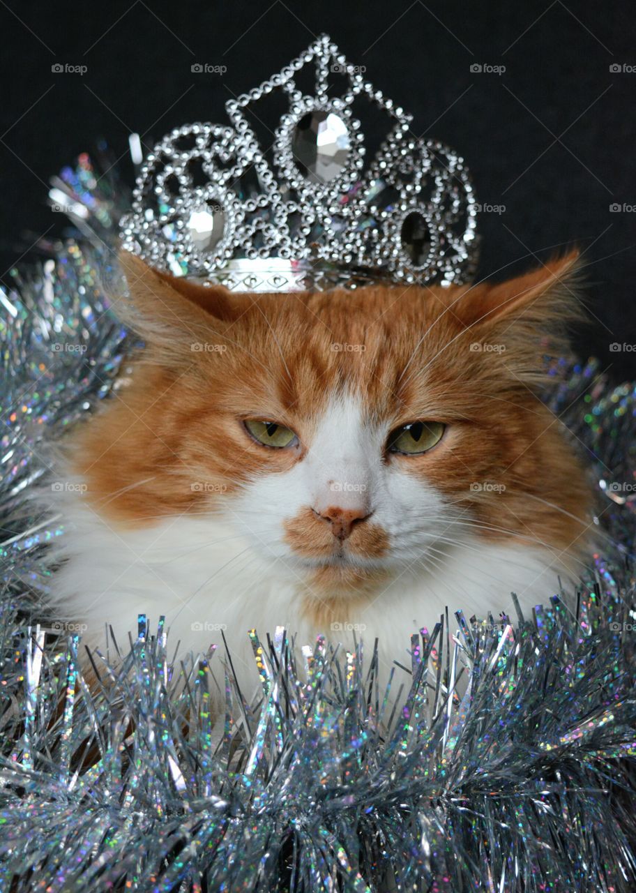 cat pet and crown king Christmas holiday