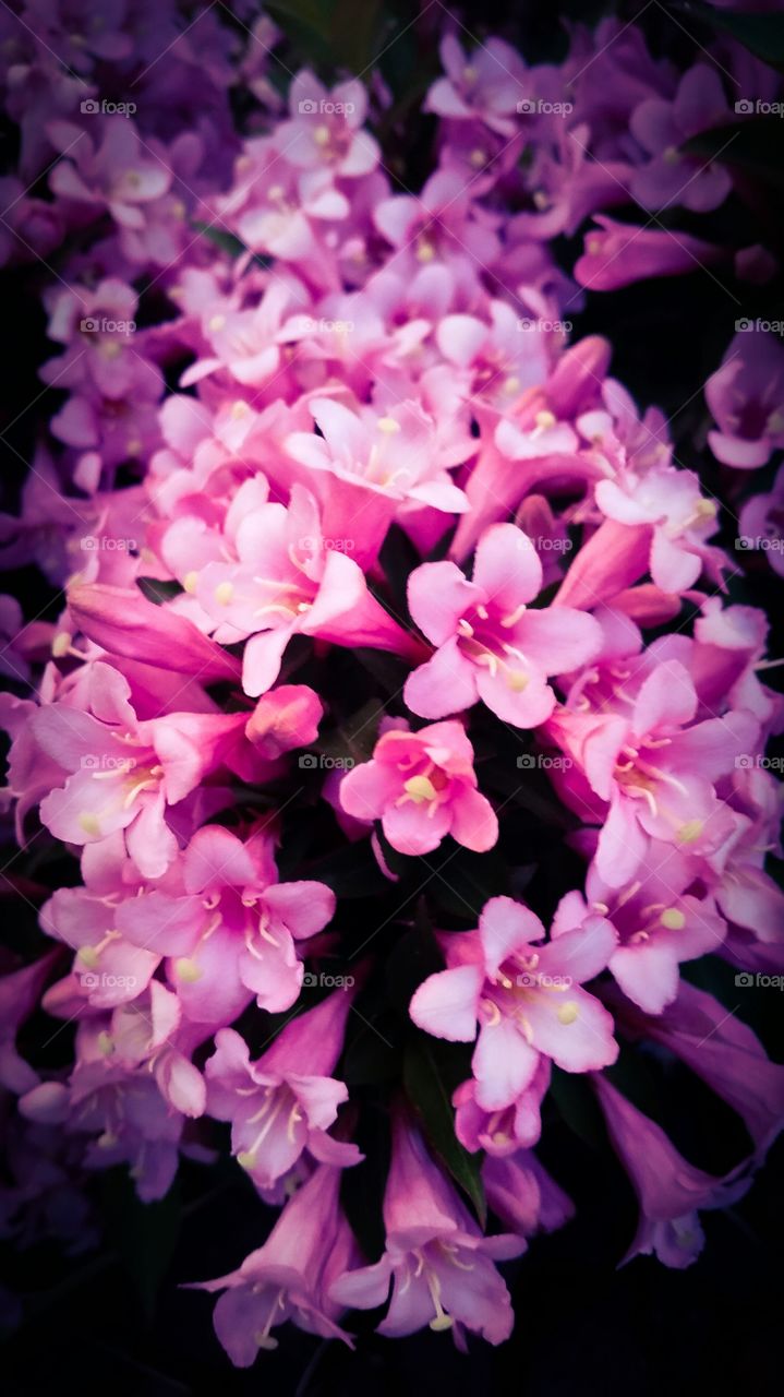Many Beautiful, Pink Flowers