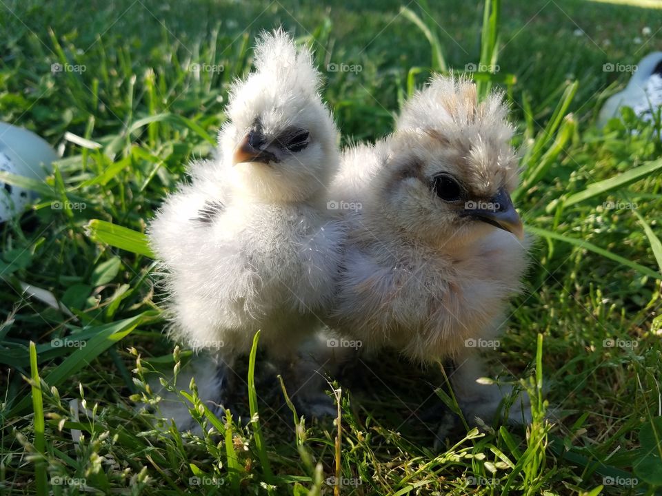 Young silkie chickens in the green grass
