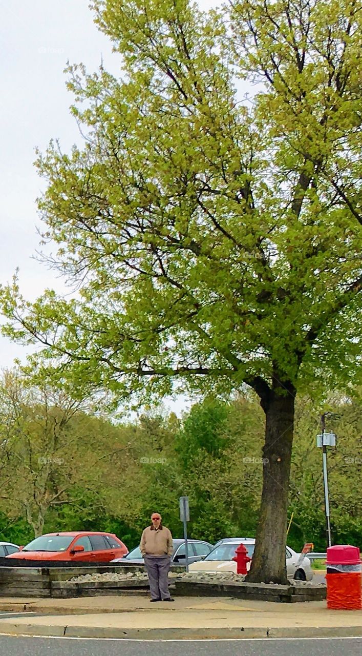 Man standing under large tree waiting for someone in a parking lot. It's a clear summer day and he's alone.