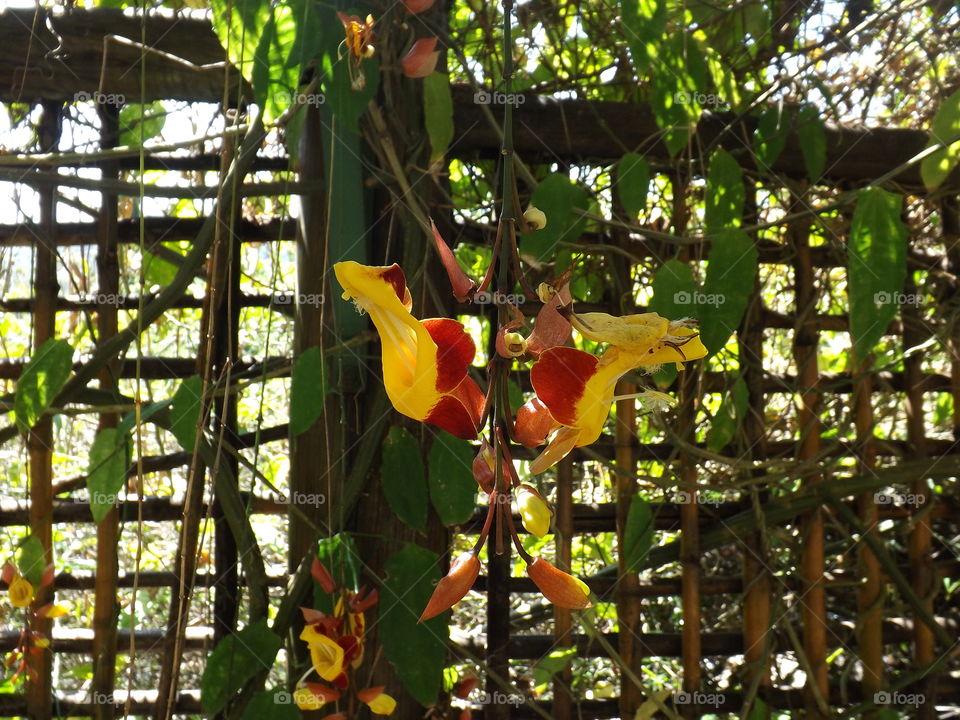 Thunbergia mysorensis known as Jewish slipper as flower maracujá.