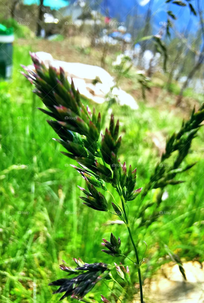 Macro of grass seeds
