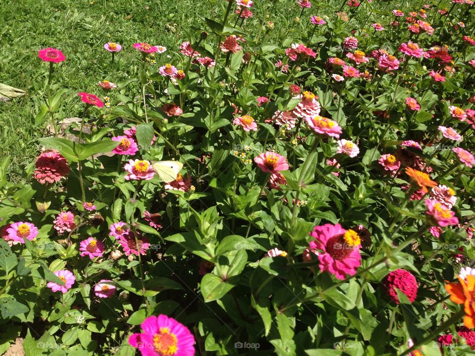 High angle view of pink flowers