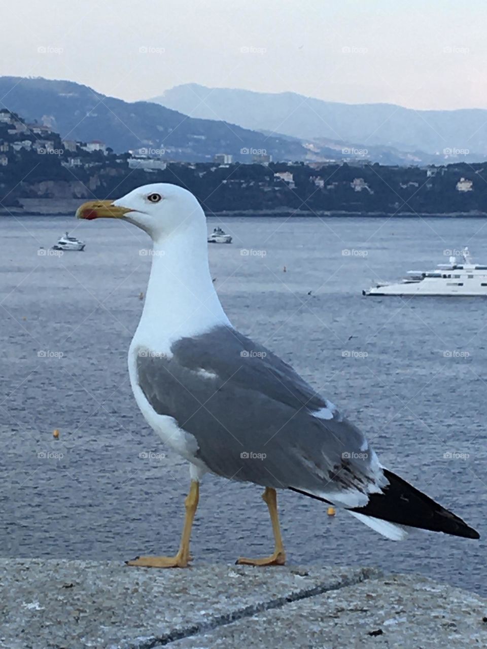 Seagull on French Riviera