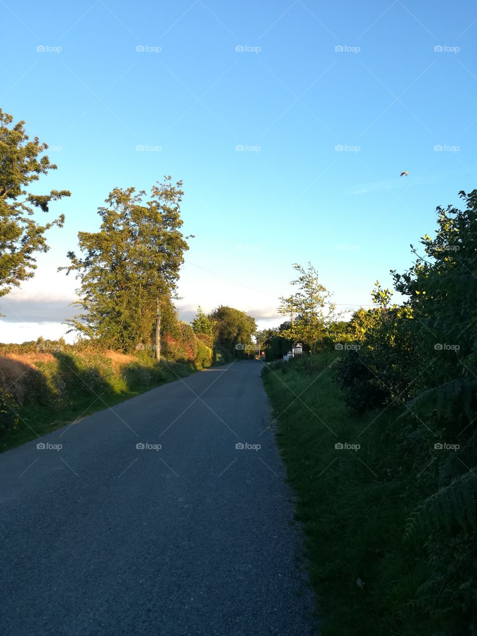 Another picture from a walk