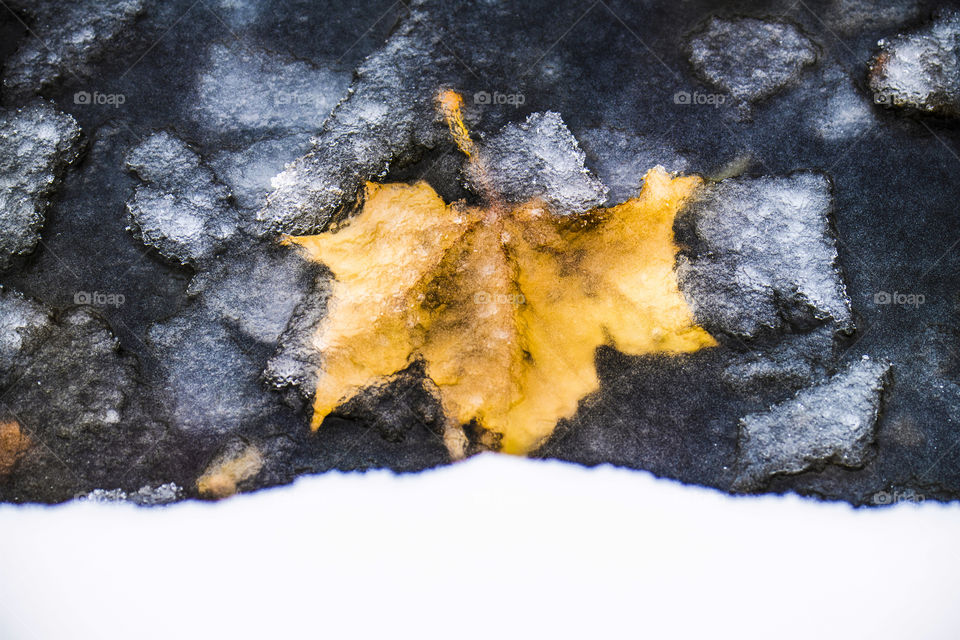 leaves in the ice