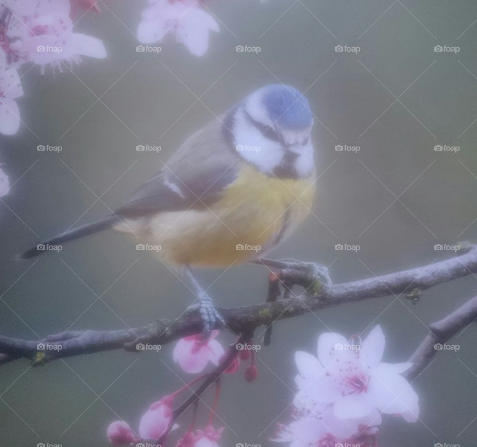Caught blue tit on May 13th 2019 in Jedburgh