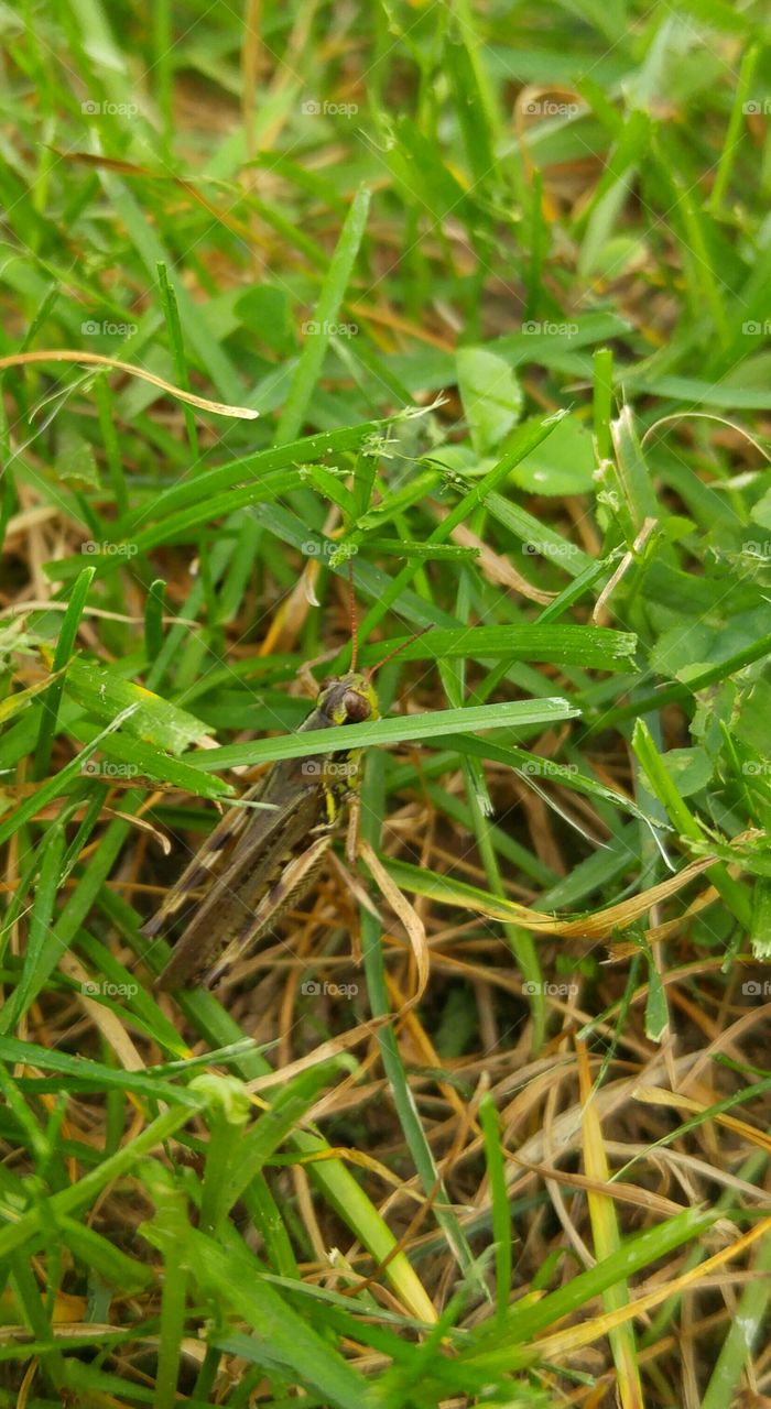 Overlooking a grasshopper