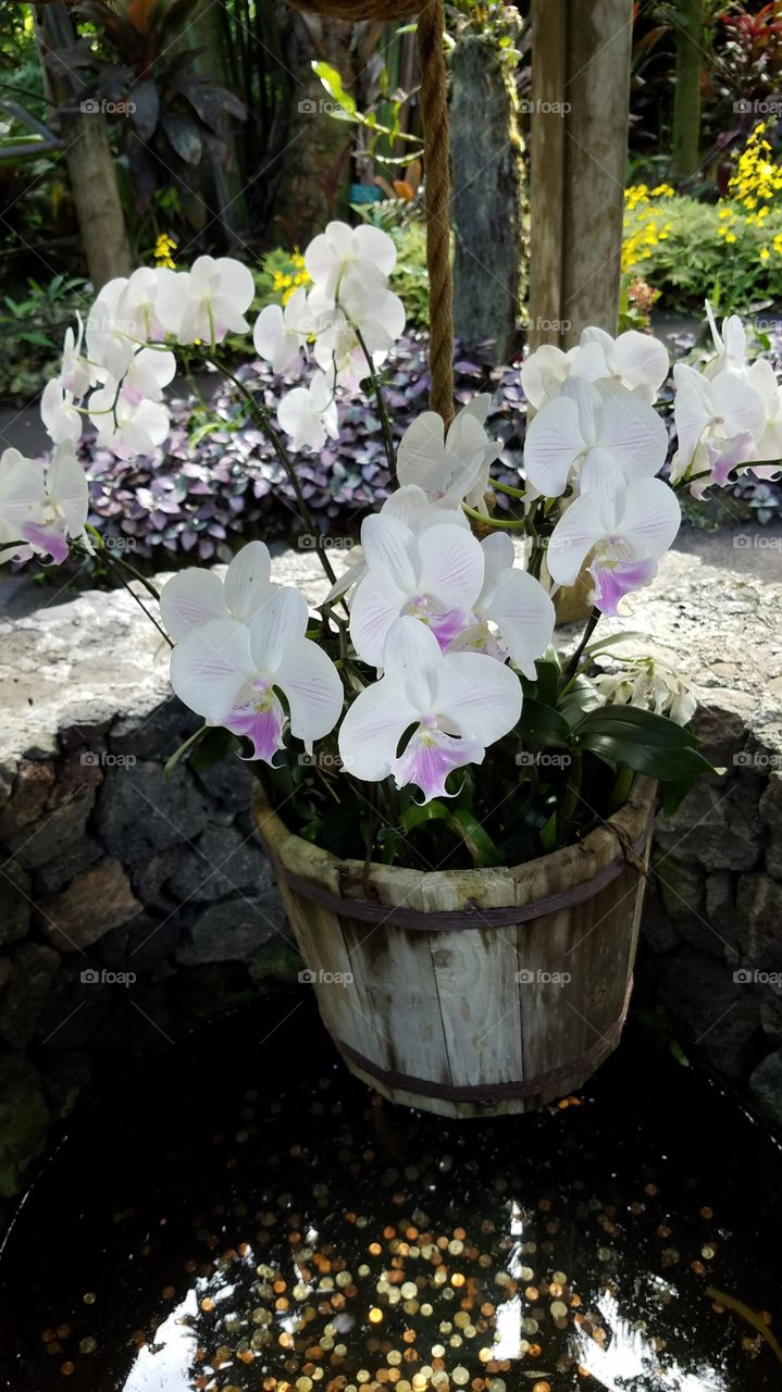Orchid Basket over Wishing Well