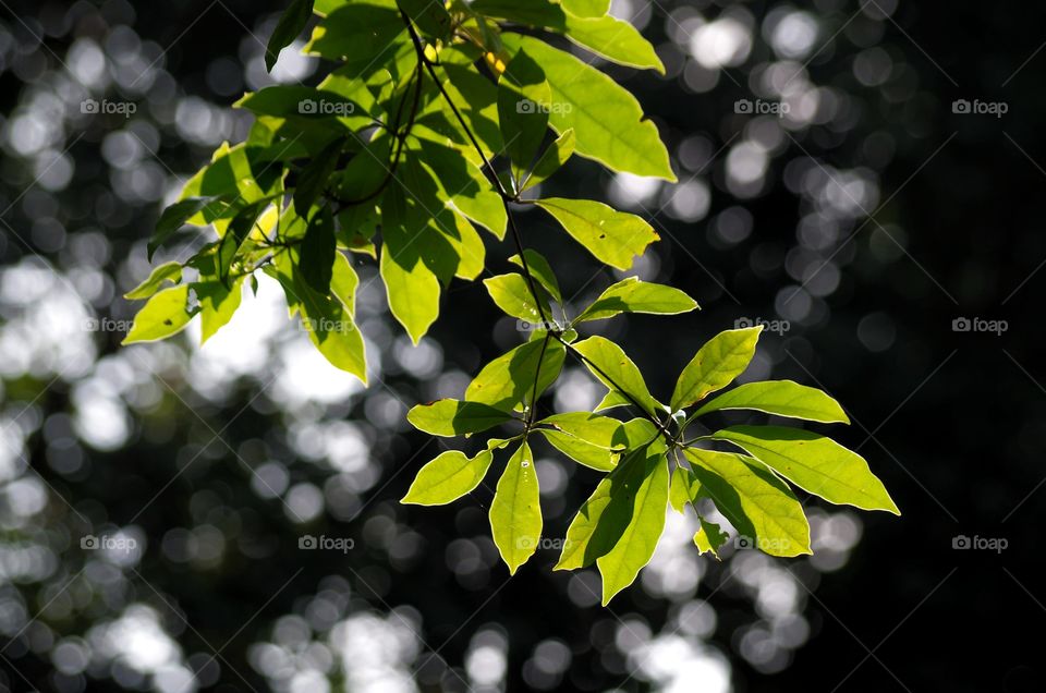 Leaves