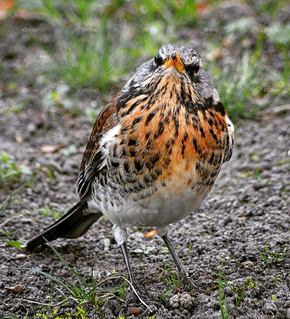 Upset fieldfare