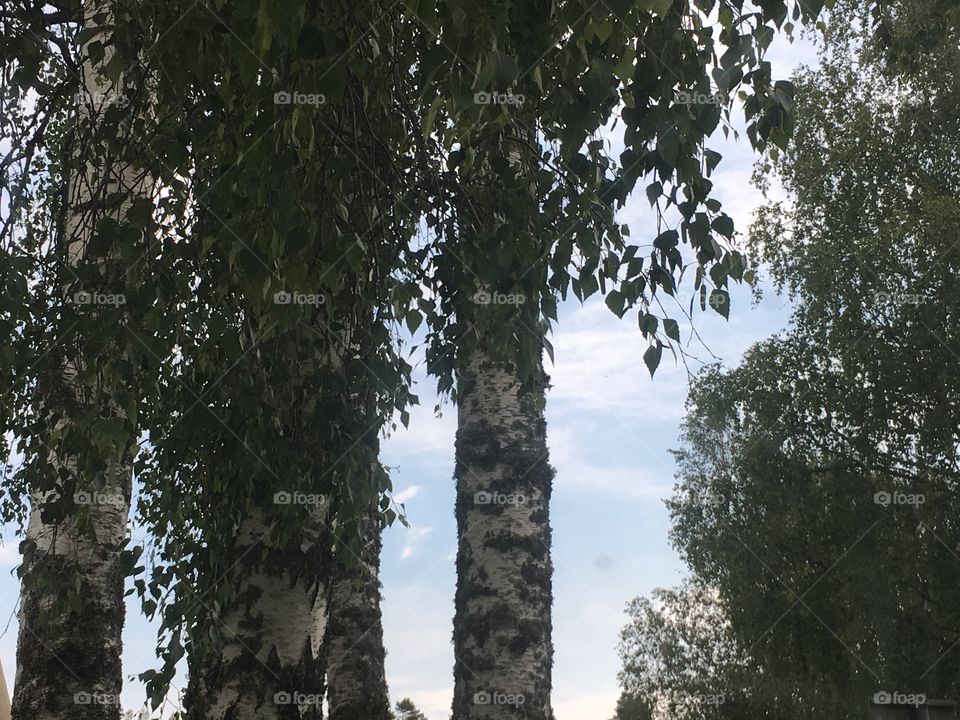 Birch trees and blue sky with clouds
