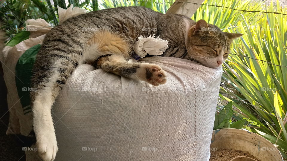 GREY PAT, PAT PULSUZ, SÜZÜNDƏ CAT.