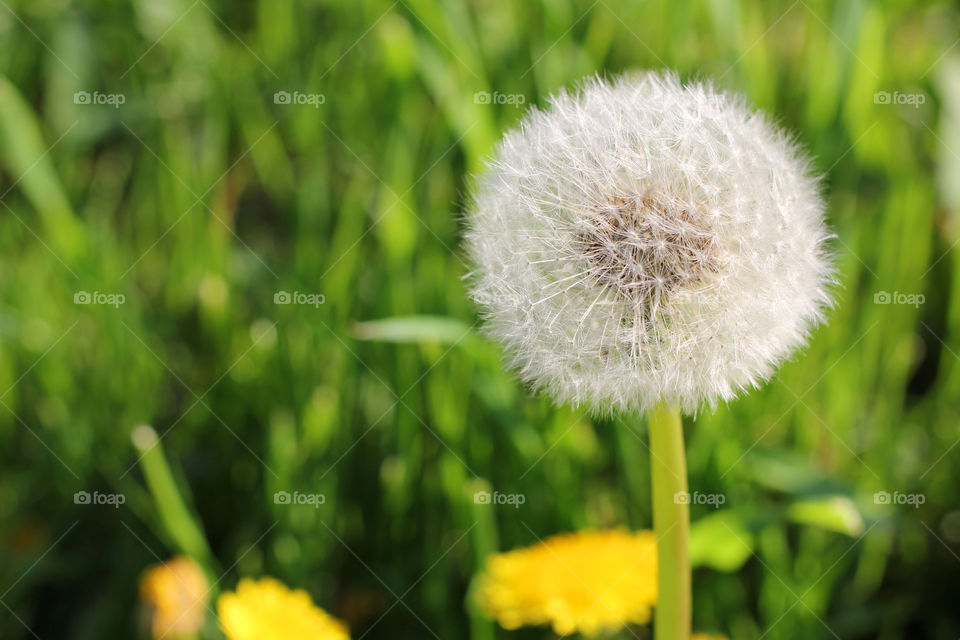 Dandelion, flower, vegetation, plants, meadow, meadow, village, sun, summer, heat, nature, landscape, still life, yellow, white, beautiful, furry,