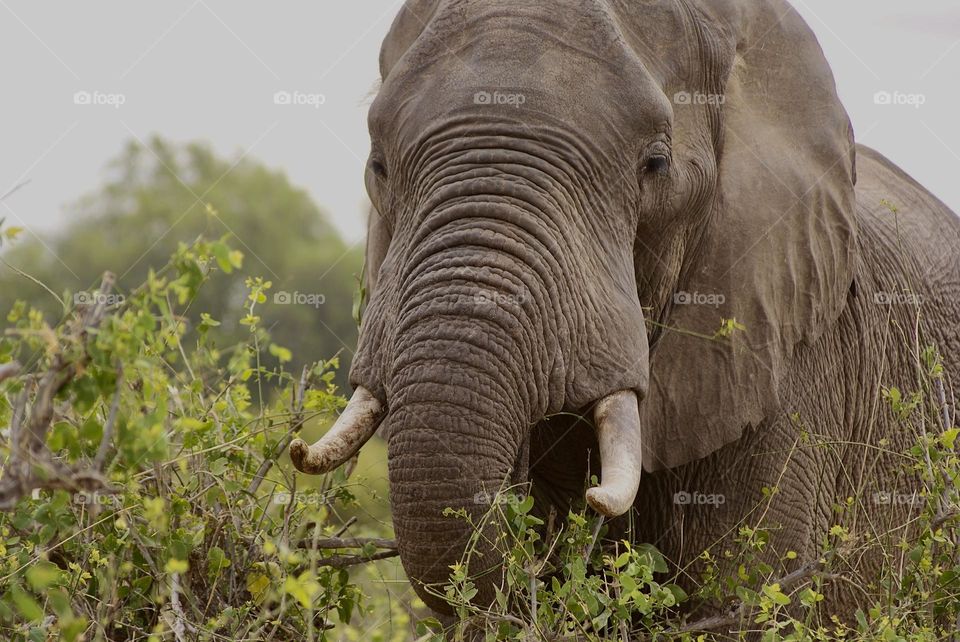 A close up shot of an elephant 