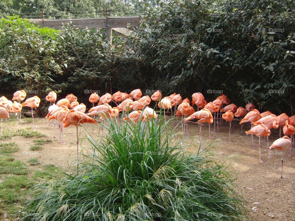 Flamingos at the zoo