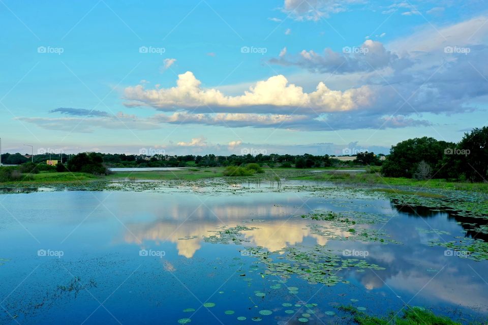 Nature Florida swamp