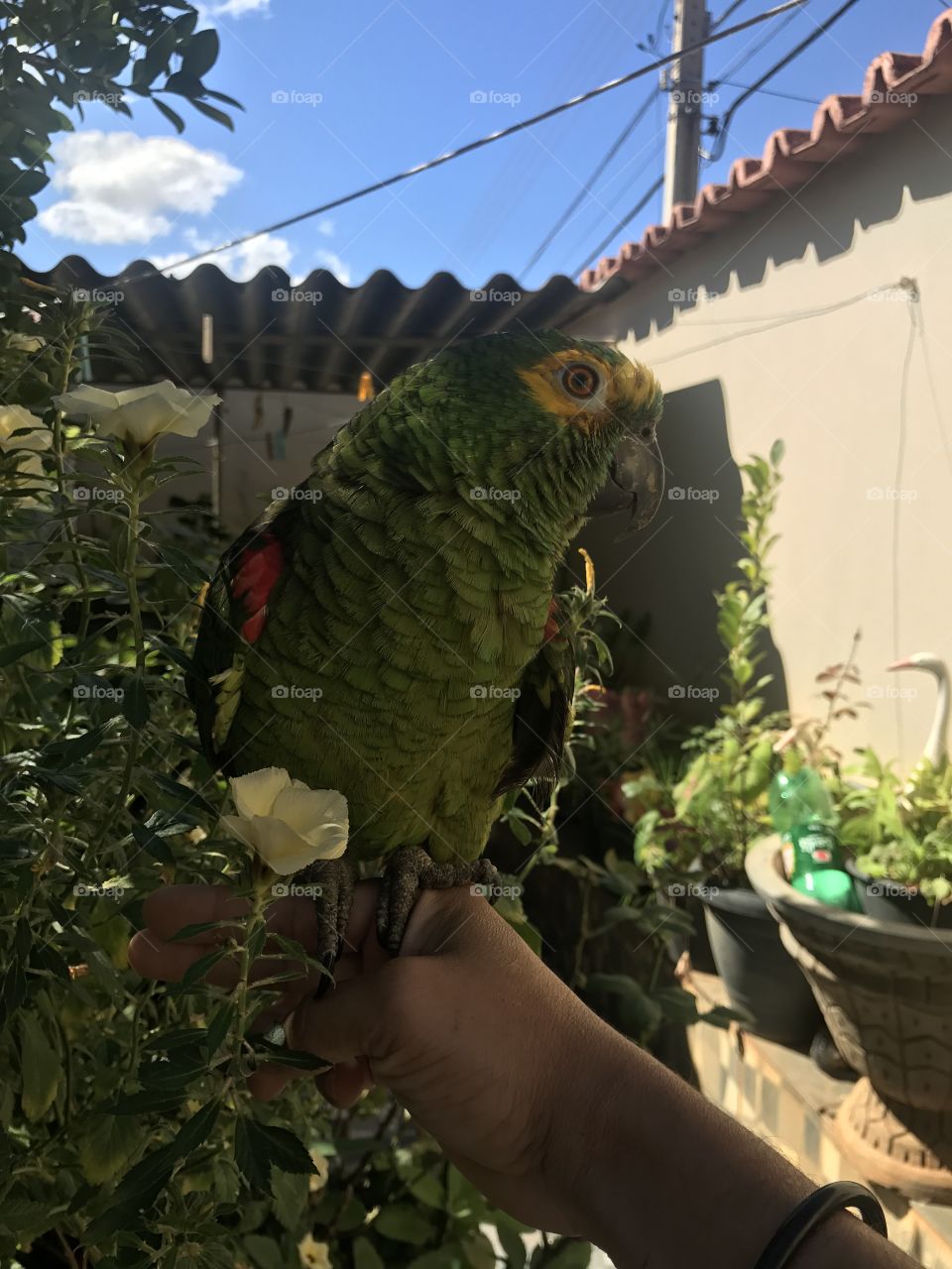 Loro papagaio verdadeiro, fauna brasileira