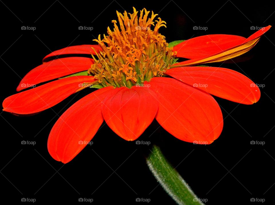 Colorful Mexican Sunflower . This is a photo of a beautifully colored Mexican Sunflower that is standing tall!