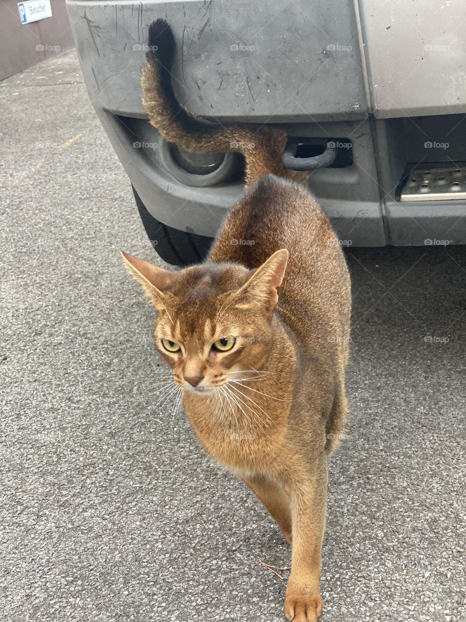 an unusual coloring golden cat with big eyes, ears and a serious look.  frightened animal, cat cat.  pet cat
