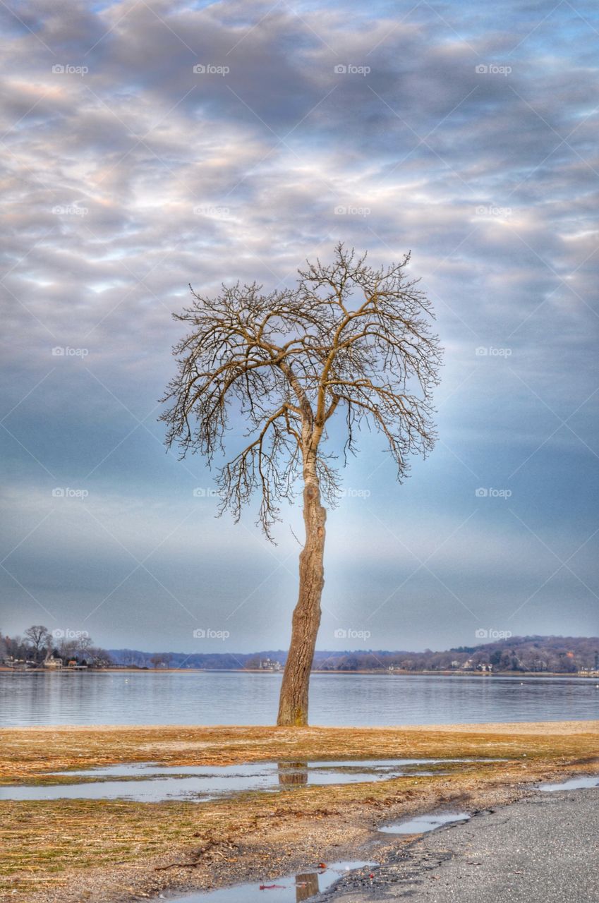 Single tree near the pond