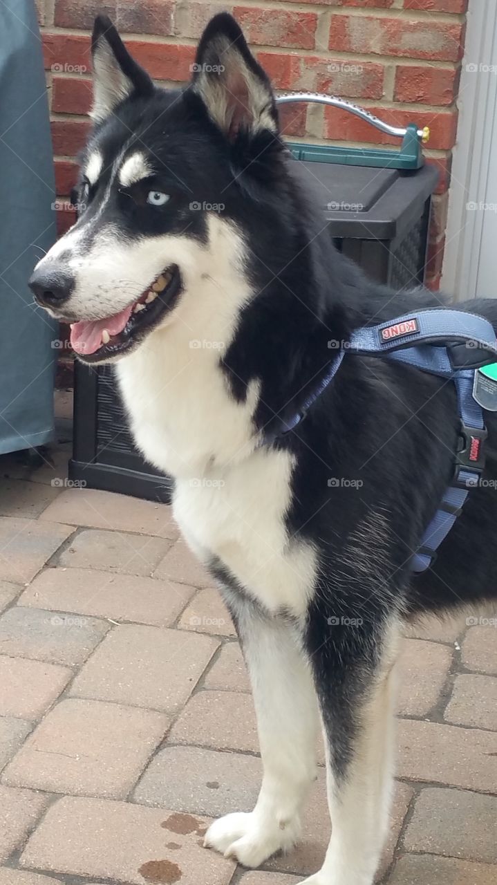 Husky dog. Yukon,  the Husky puppy, came for a visit.  he loves watching the cats.  wants to meet them.