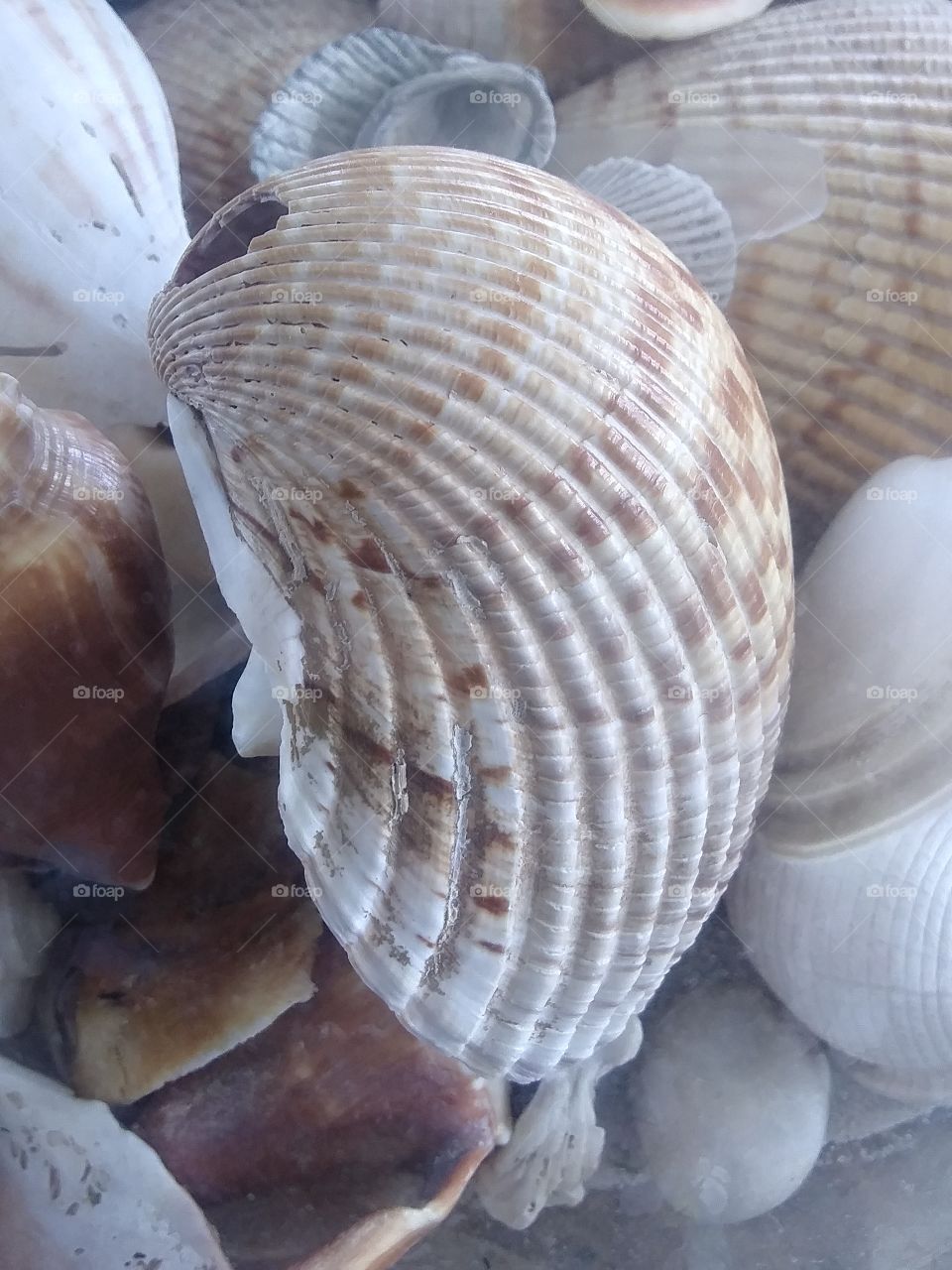 shell