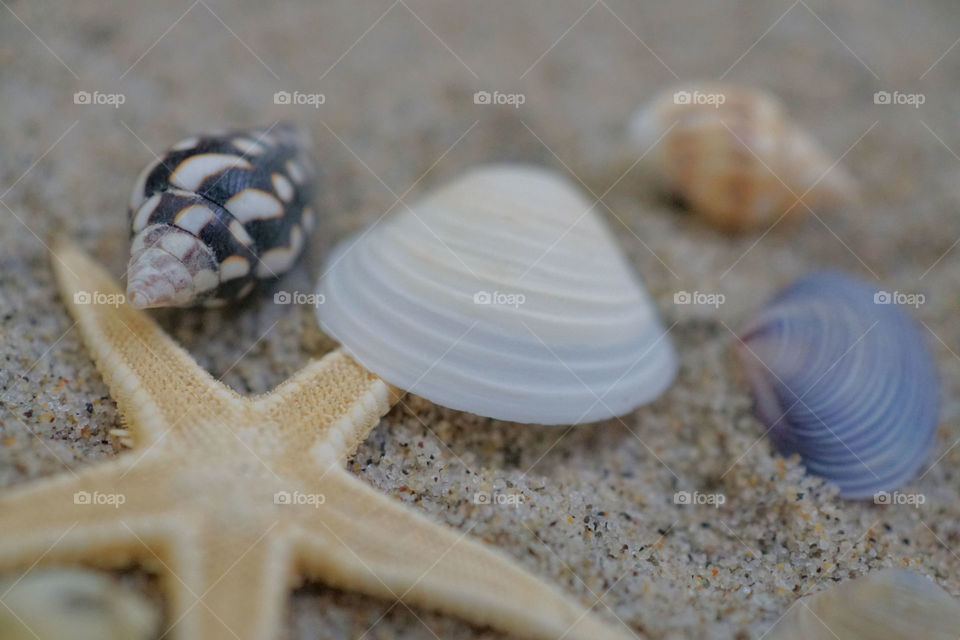 Seashells 