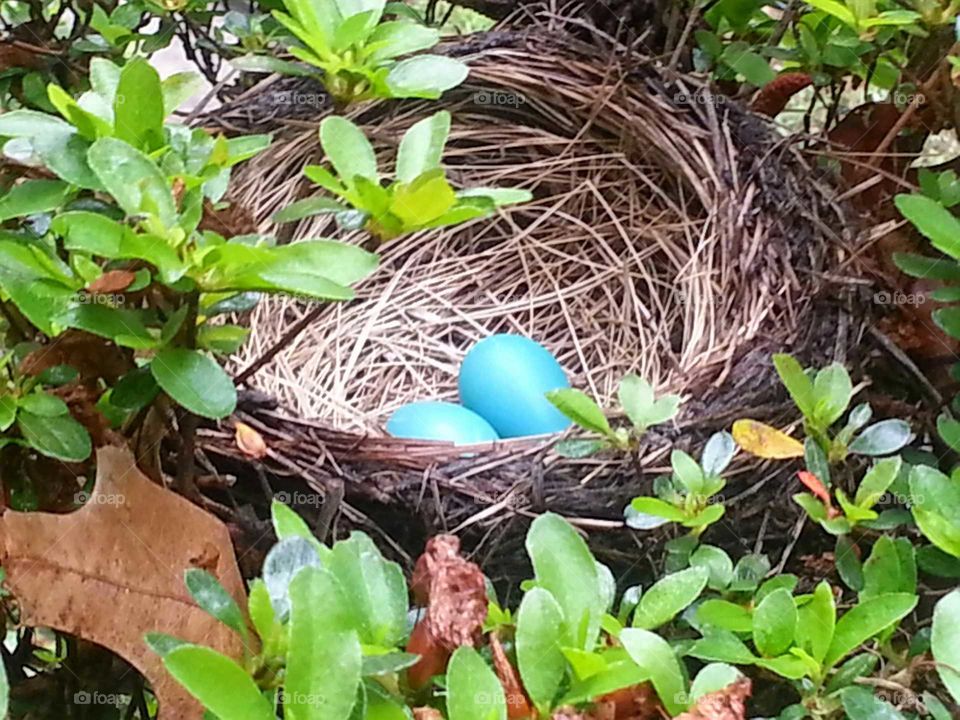 Robin eggs