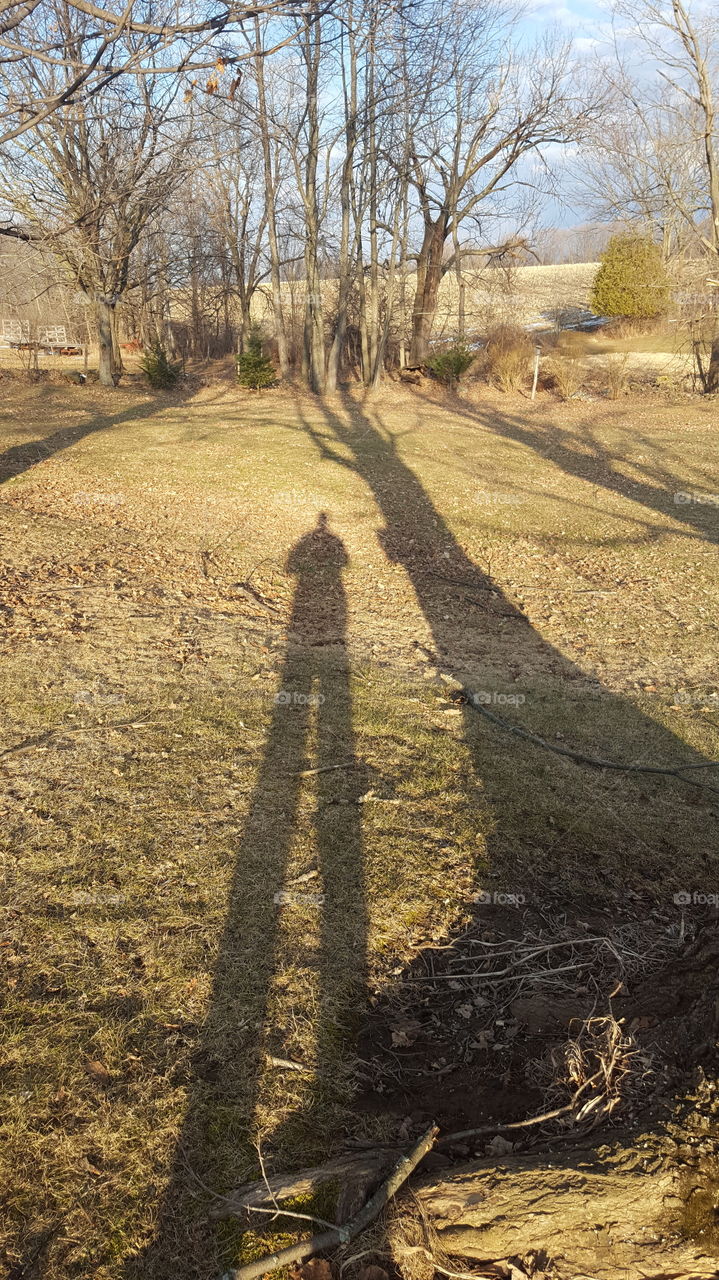 tree shadow