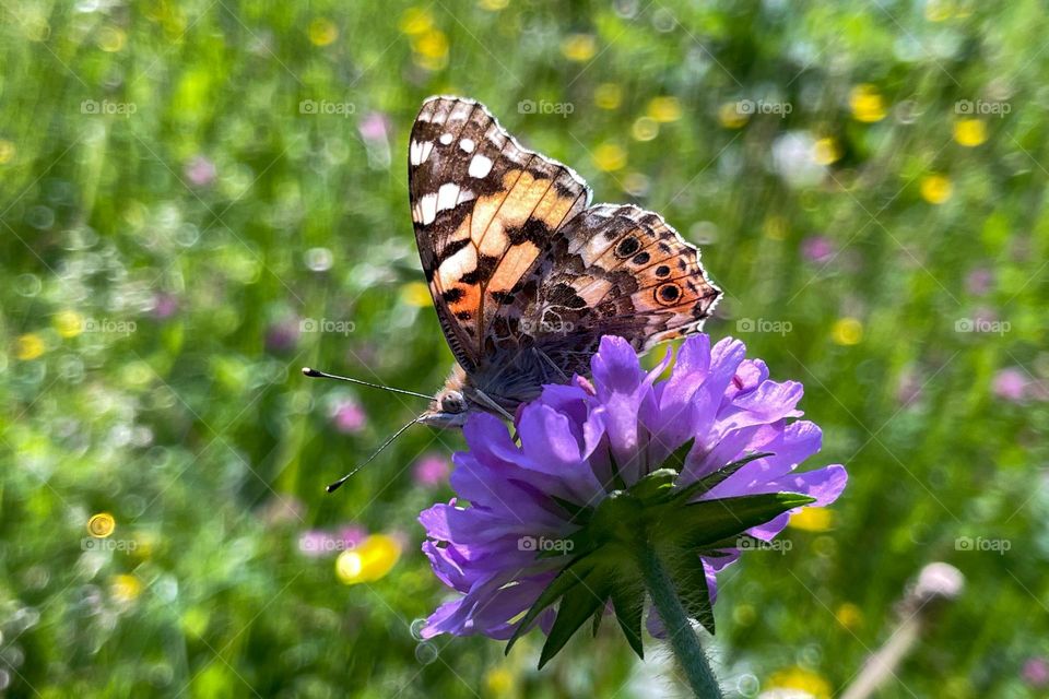 Colorful drifting in the meadow