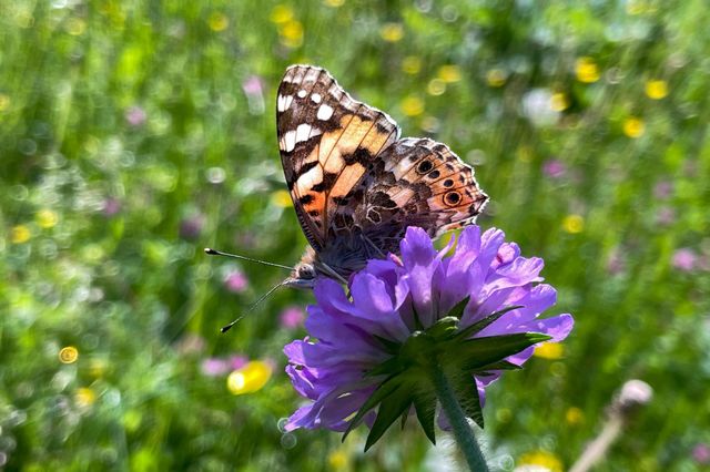 Colorful drifting in the meadow