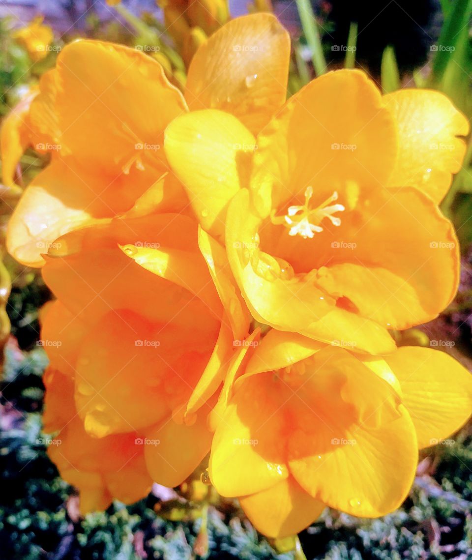 orange spring flowers