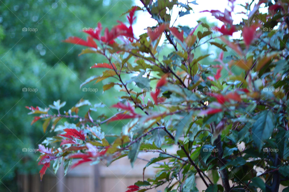 tree branches crabapple royal raindrops bokeh